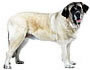 İspanyol Mastiff