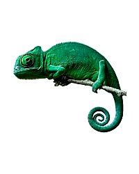 Sürüngen Ürünleri